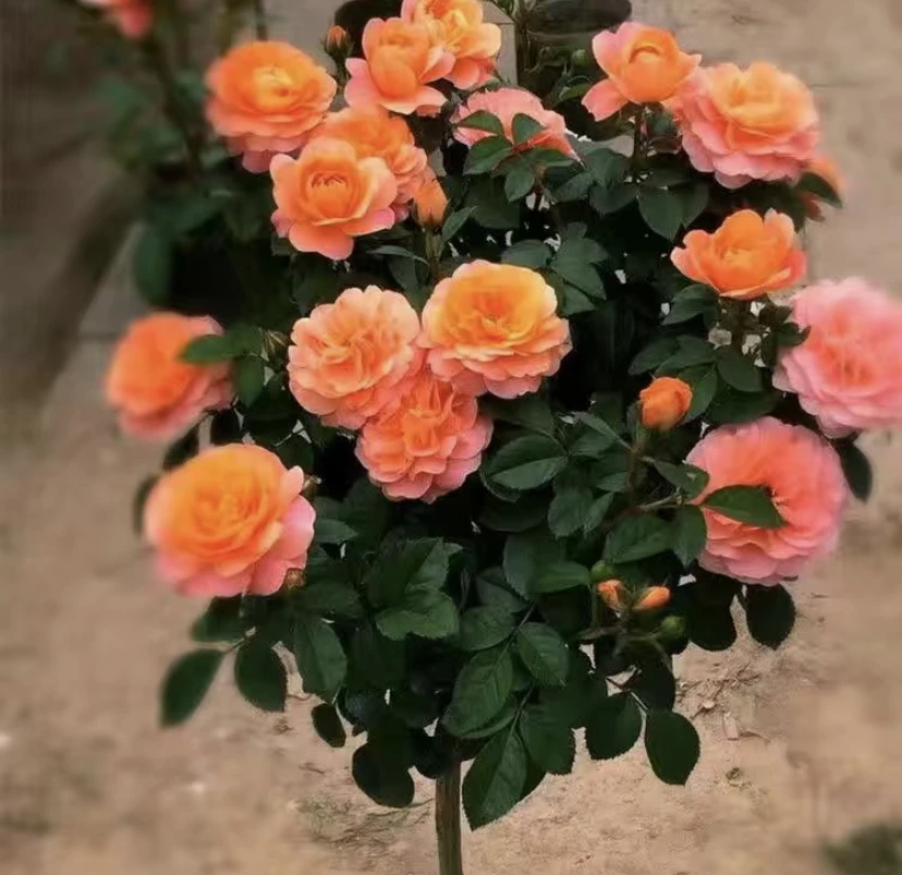棒棒糖树桩月季（一物一拍）
