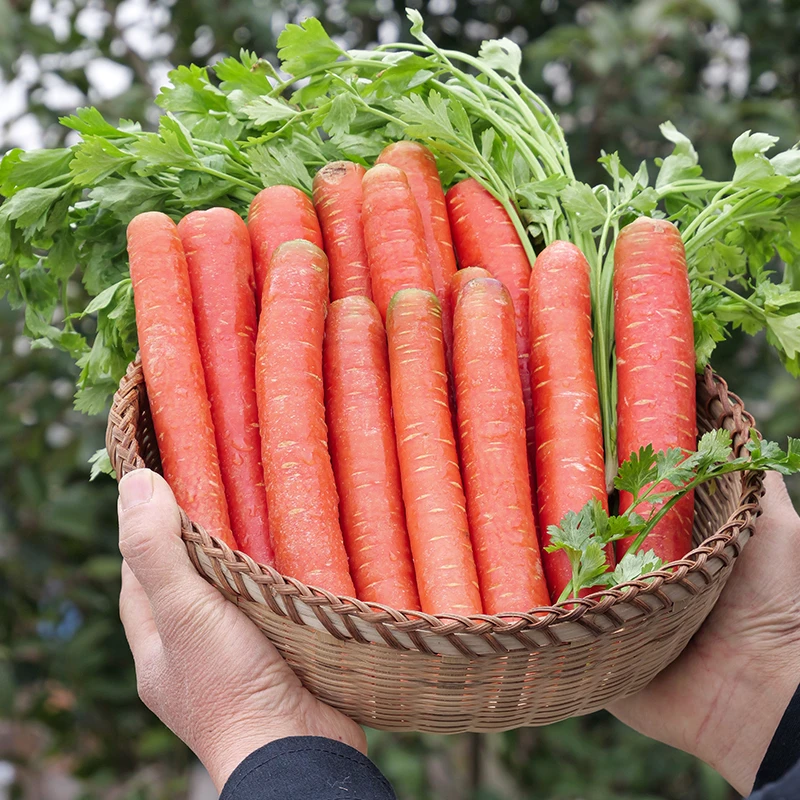 【春涧浅雨】陕西红萝卜5斤装约12-18个