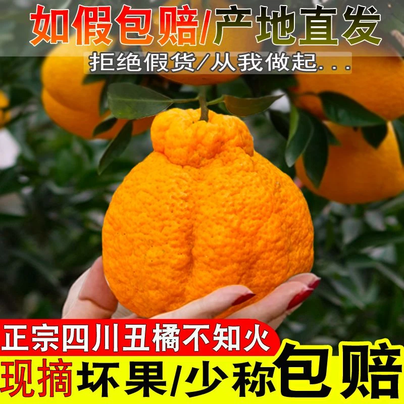 真四川丑橘不知火丑柑特大果应季水果现摘整箱9斤包邮非耙耙柑