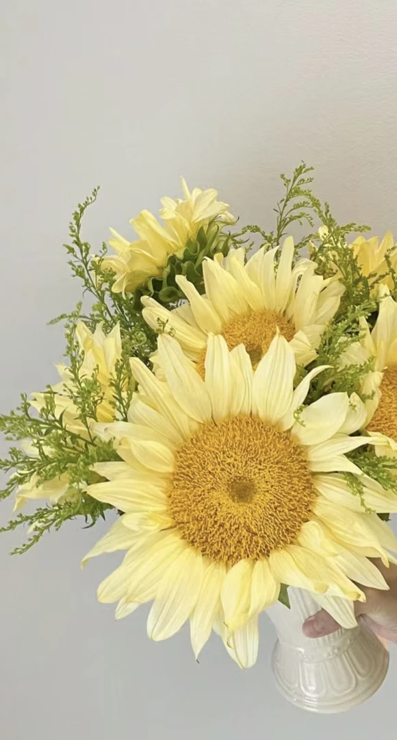 奶油向日葵多头小清新鲜切花5枝生花苞发货云南鲜花基地