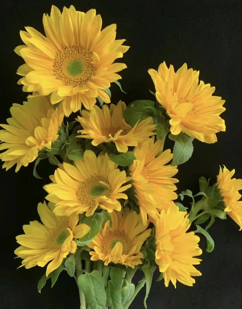 [向日葵]中大花苞生花苞云南鲜花基地直发