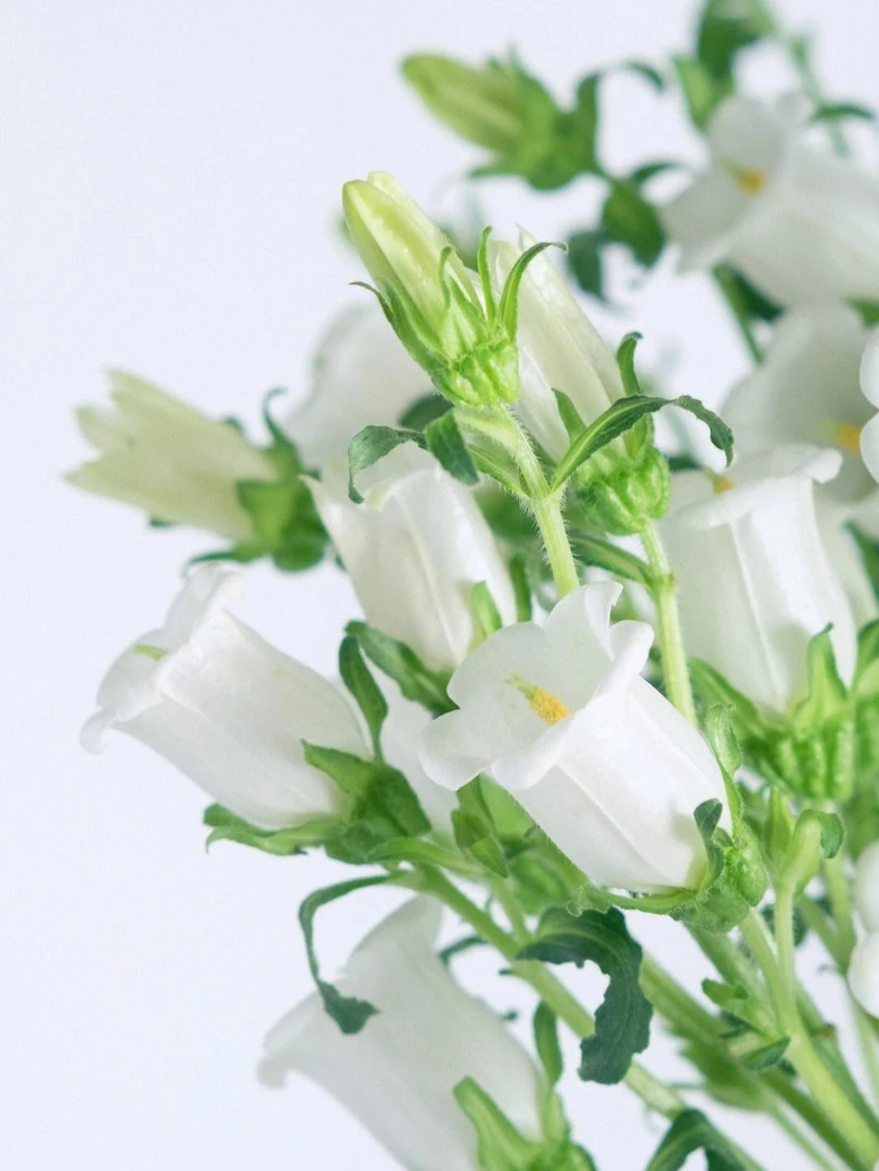 草花备用链接、4单一个运费，新鲜花儿、生鲜产品