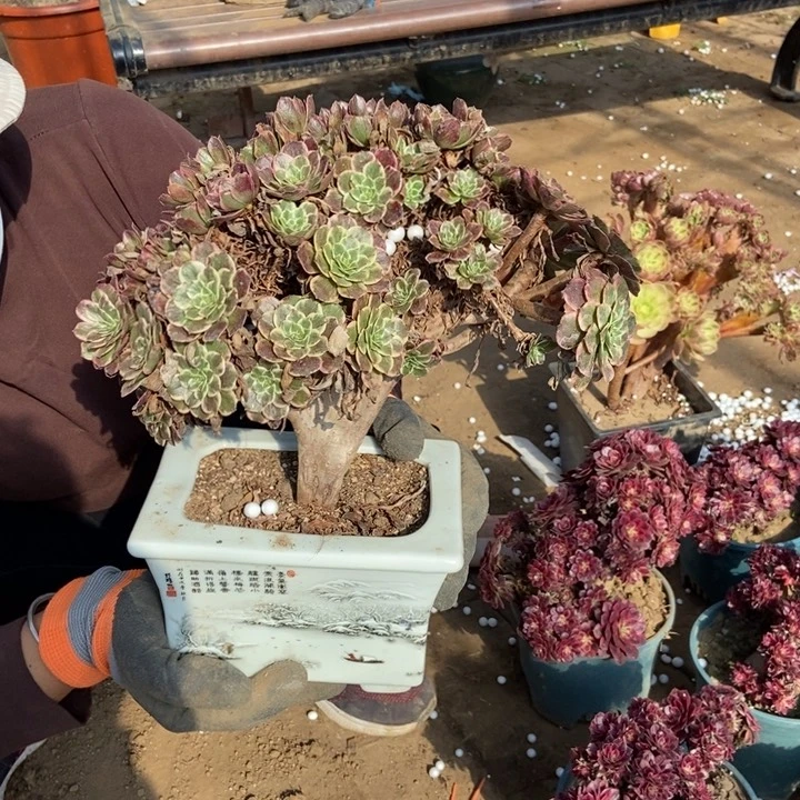 爱**好384水墨画老桩朵朵