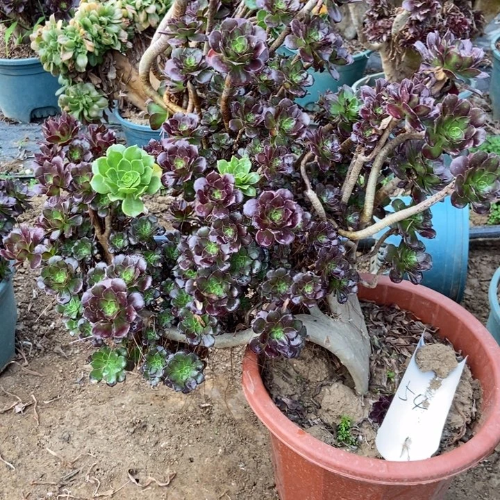 春*?54黑法师阴阳朵朵缀化