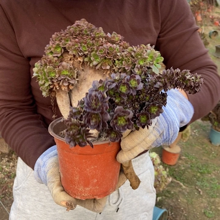雨*595三颗老桩缀化朵朵
