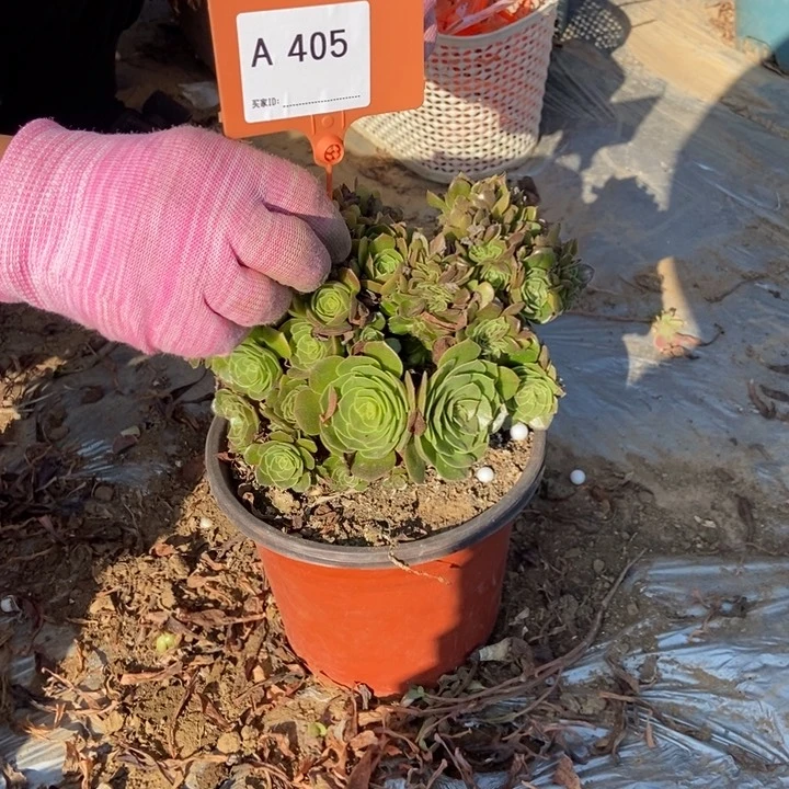 阳*405万缀化缀化老桩