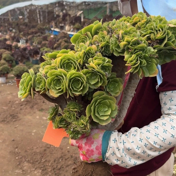 有****y561绿羊绒缀化老桩