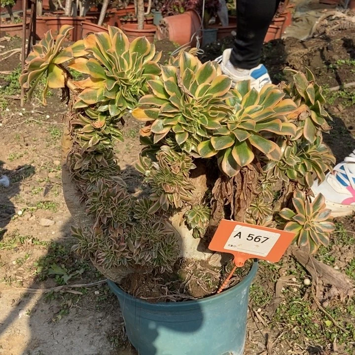 曦*燕567夕颜缀化老桩朵朵