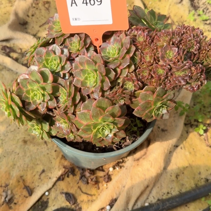 江****司469万黄锦老桩带伤