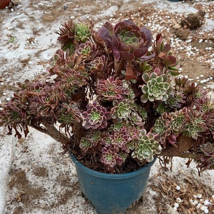 宁***137水墨画老桩朵朵