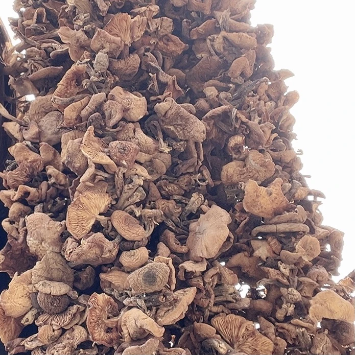 东北榛蘑串  手工剪根  手工挑选  小鸡炖蘑菇专用自然晾晒干货