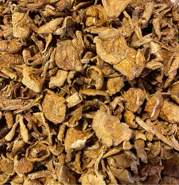 华脂蘑无痕大帽！黄蘑、小黄蘑小鸡炖蘑菇菌菇