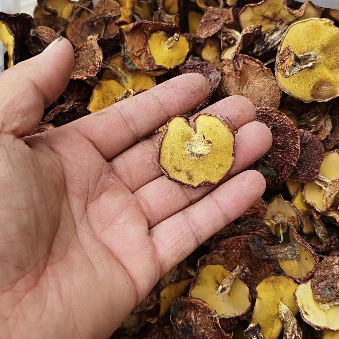 松蘑减根干货松蘑菇新鲜松蛾粘团子