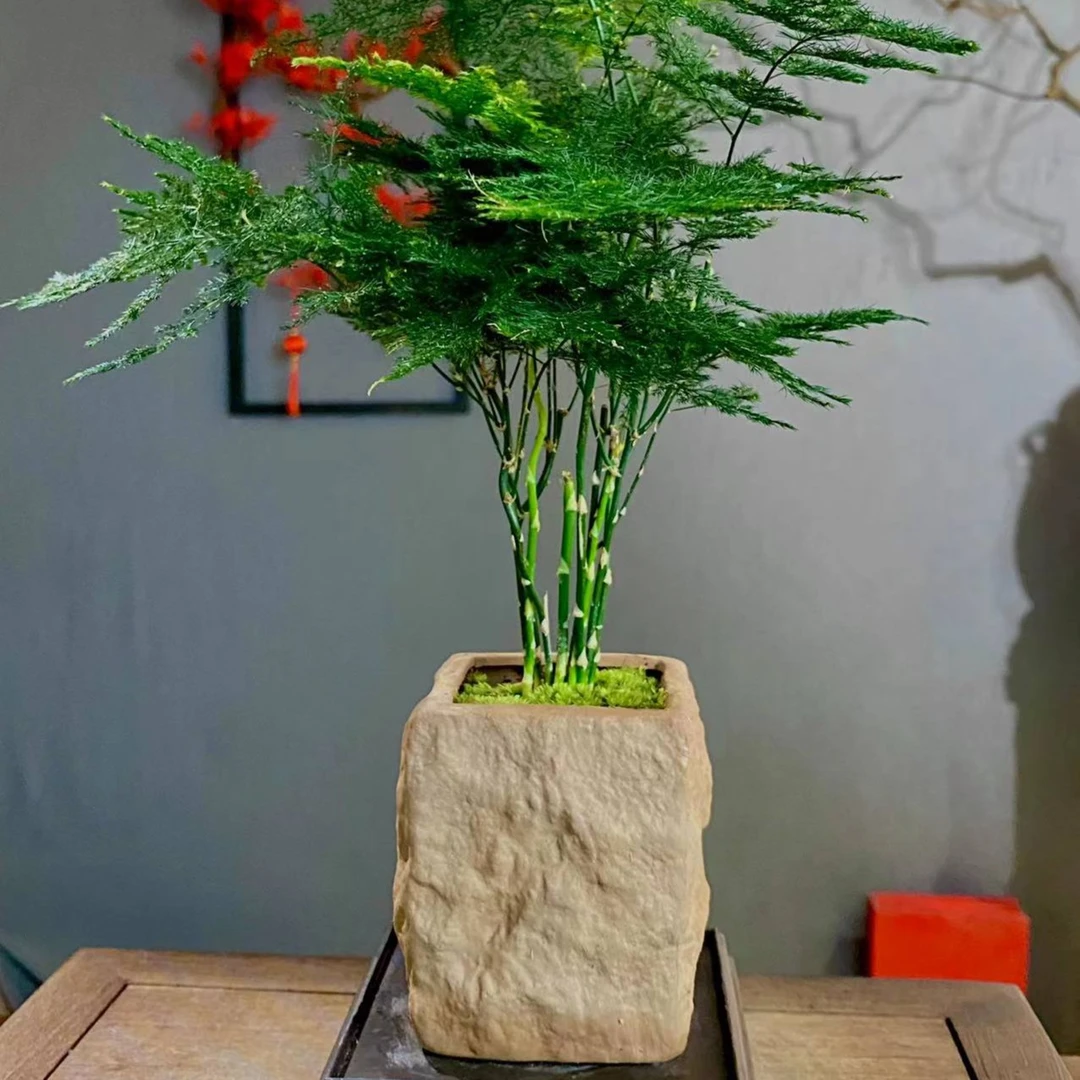 【文竹】石头文竹盆景桌面精致摆件饰品好养四季青绿植花卉