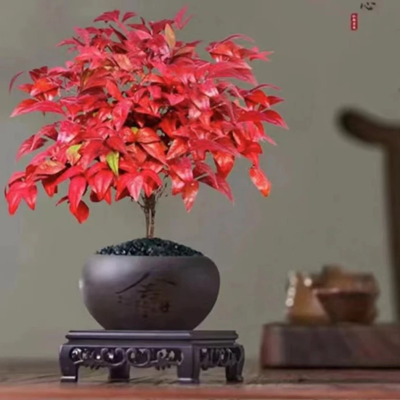 【火焰南天竹】四季不落叶好养变色绿植桌面盆景