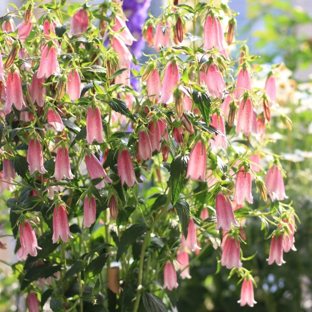 紫斑风铃草花园阳台多年生宿根耐寒耐热多季节开花期长好养花卉