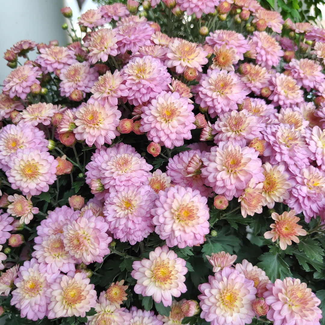 绚秋粉黛球菊盆栽好养四季开花小雏菊花卉盆栽地栽阳台庭院