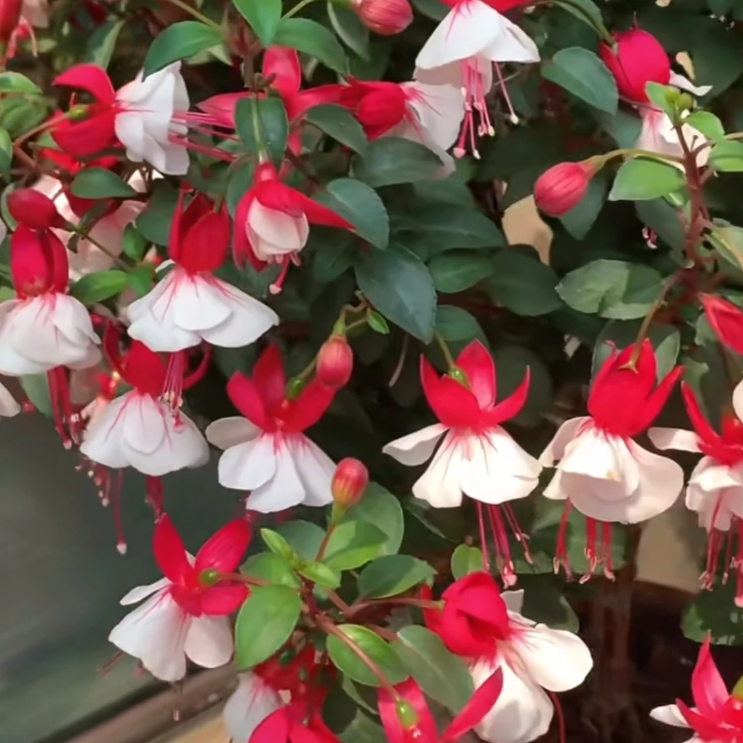 倒挂金钟盆栽大苗带花苞灯笼花重瓣老桩花卉植物室内吊钟海棠绿植