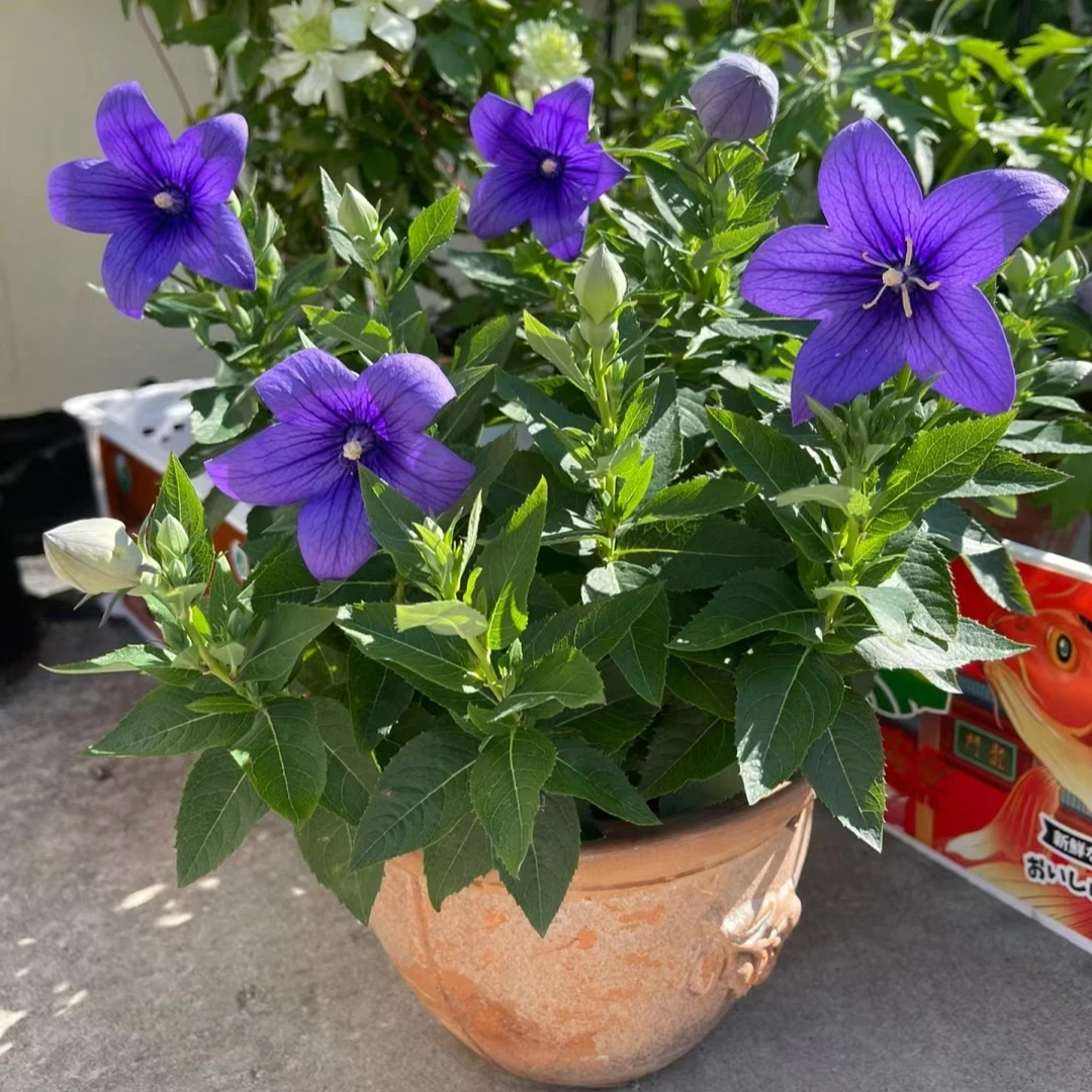 中华桔梗盆栽花苗盆栽带花苞绿植花卉耐寒耐热阳台庭院好养铃铛花