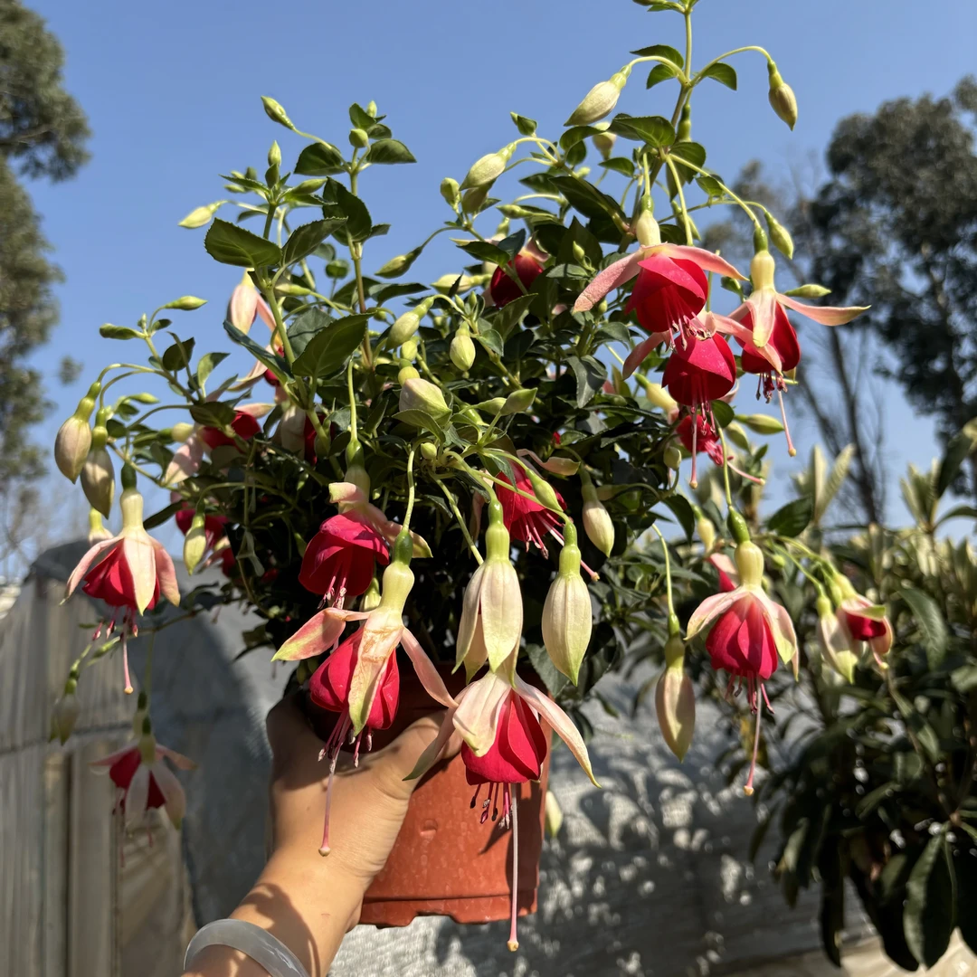 红裙子倒挂金钟灯笼花老桩大苗带花苞庭院阳台四季开花卉绿植好养
