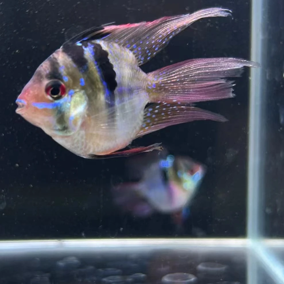 金波子 荷兰凤凰球体观赏鱼