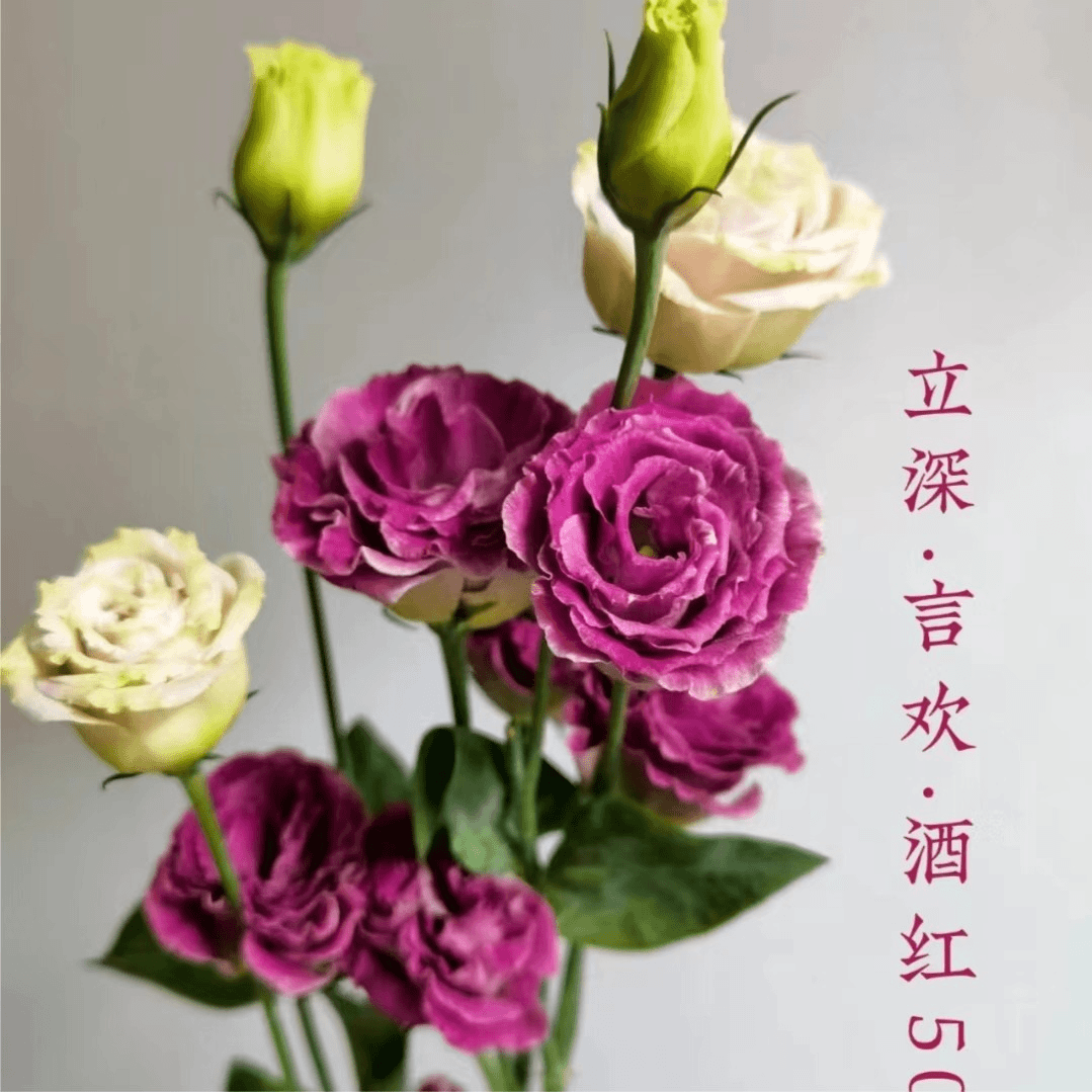 【思芹花卉丨酒红言欢洋桔梗】立深大品牌基地洋桔梗，顺丰空运包邮