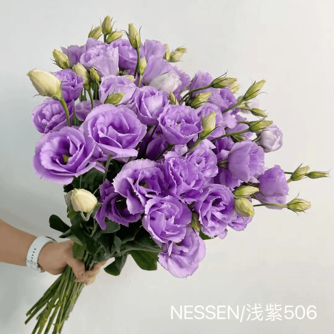【立深基地专场丨浅紫506】薰衣草色喇叭花型洋桔梗，顺丰空运包邮