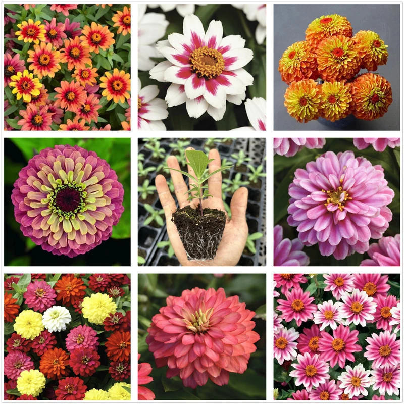 新品七彩重瓣百日草花苗 步步高花耐旱耐热夏季开花植物对版包邮