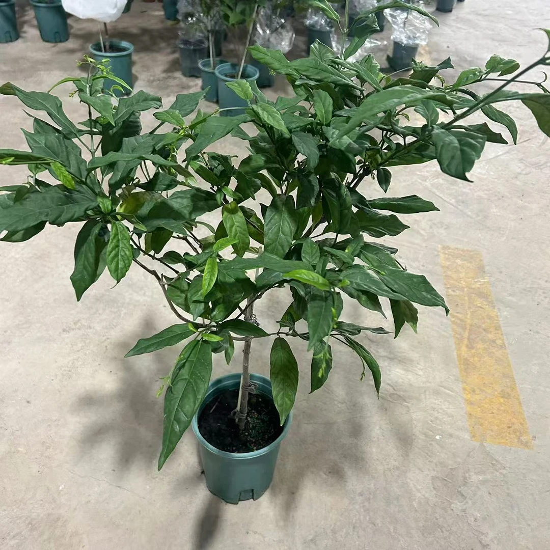 泰国垂丝茉莉室内桌面好养仙气飘飘网红绿植