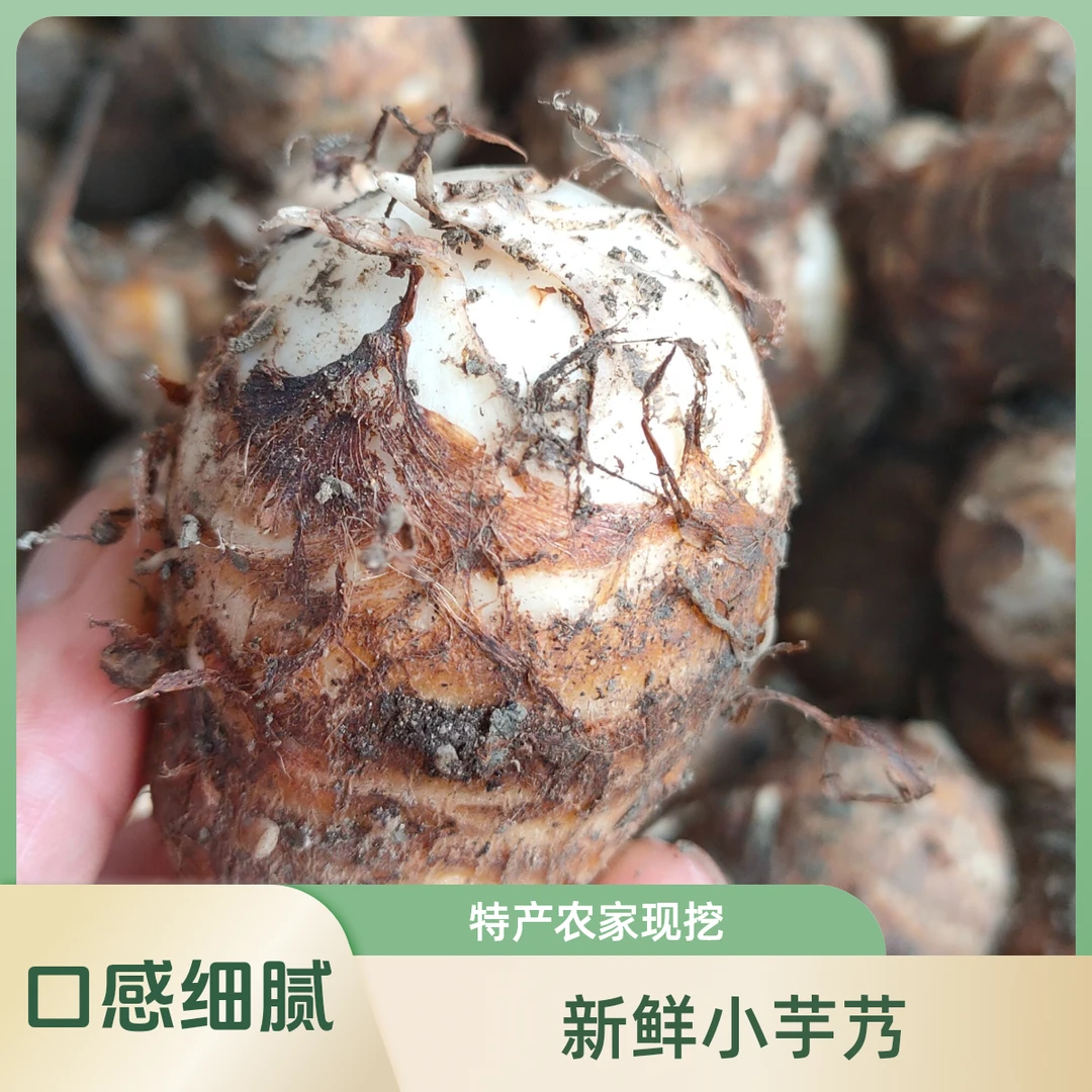 福建特产农家现挖建瓯白芽芋新鲜小芋艿