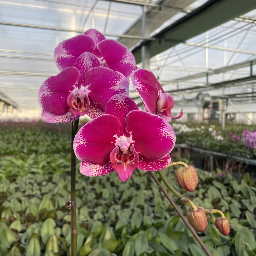 【秀新兰业】蝴蝶兰【大财主】3.5寸带花带花苞保7个发货 高档花卉