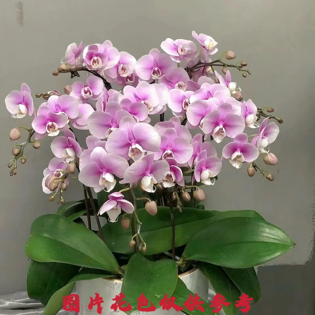 【秀新兰业】蝴蝶兰【梦幻情人苗】3.0寸无花无苞无梗发货 高档花卉