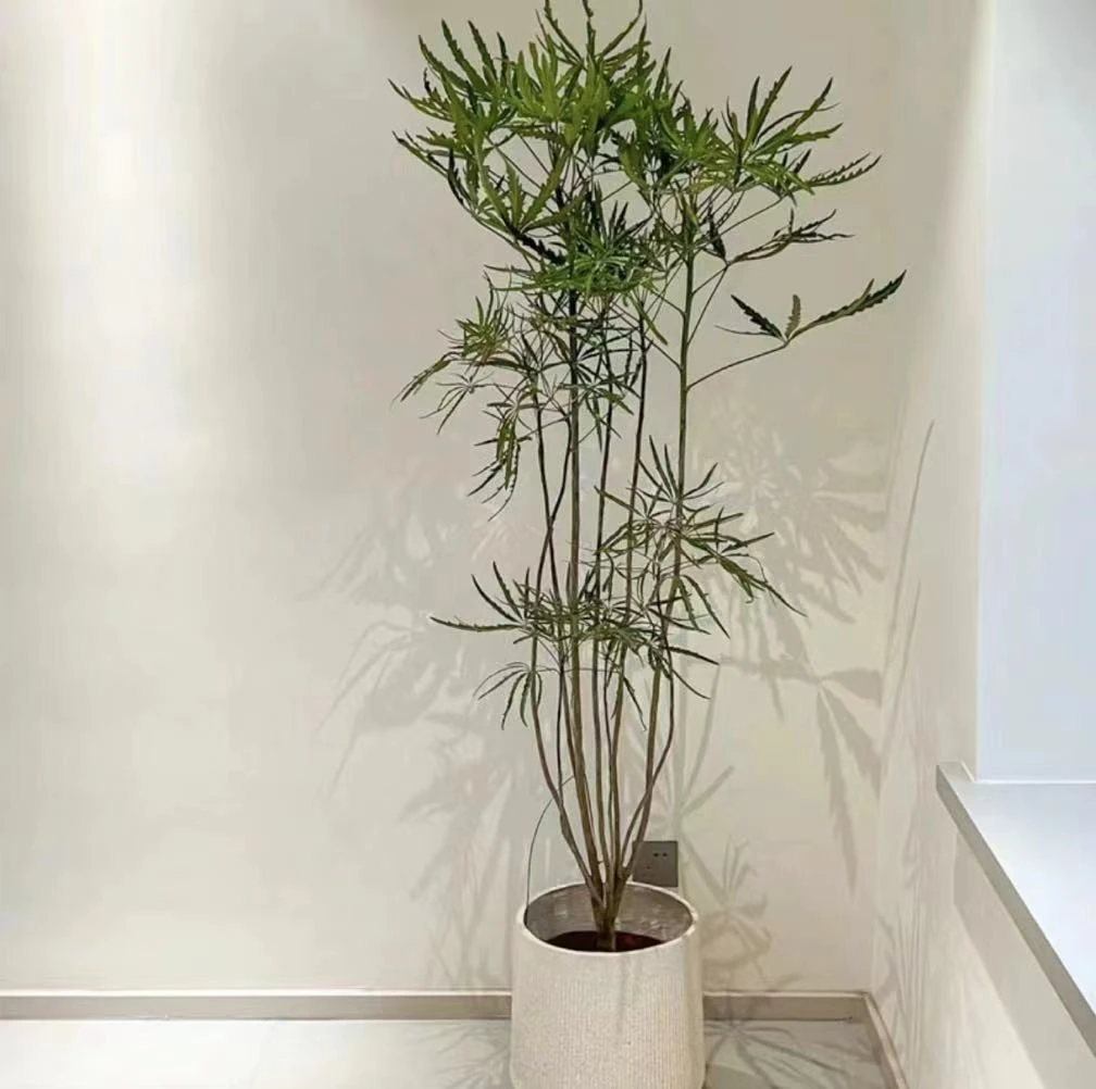 孔雀木独特造型盆栽室内外落地款北欧简约风观叶植物