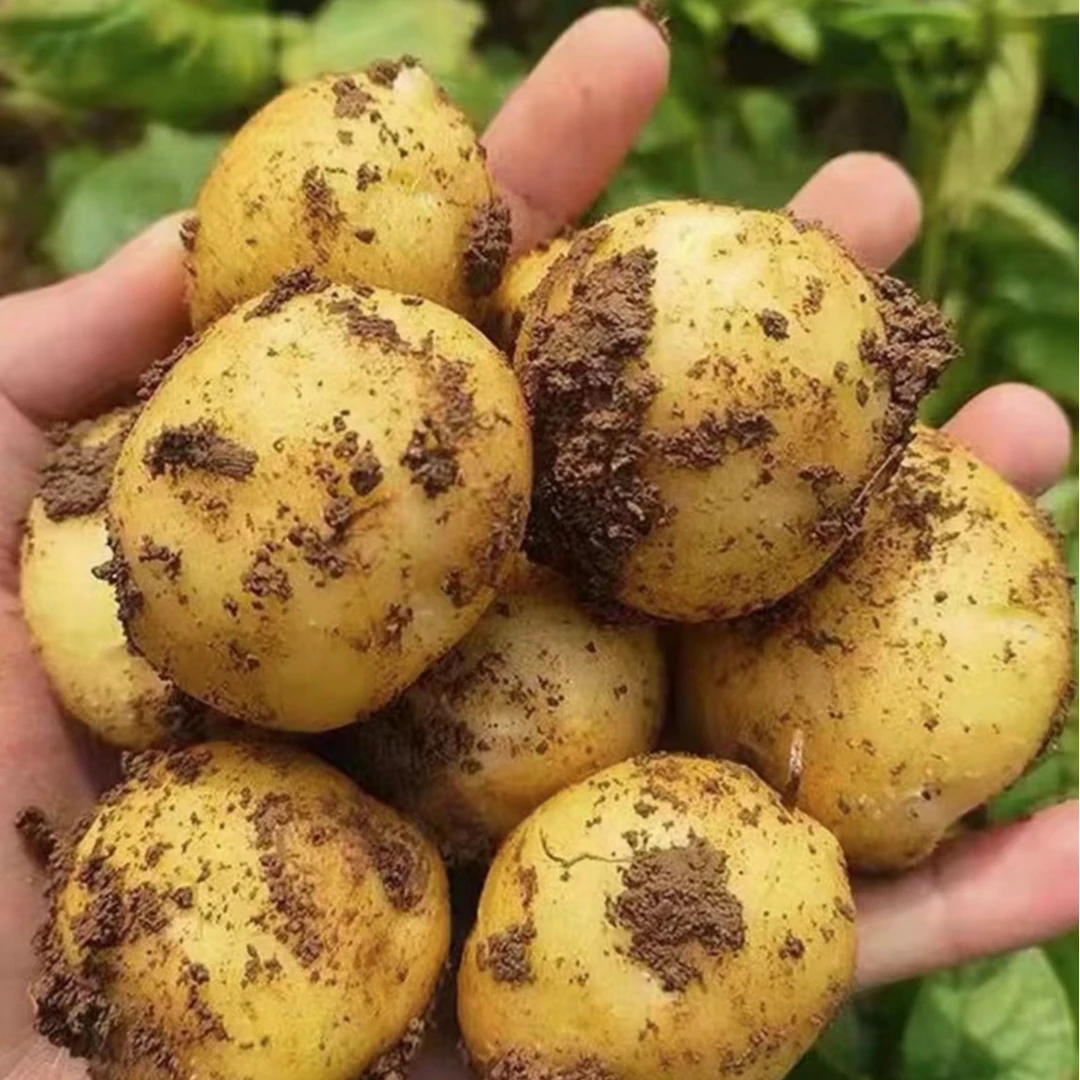 贵州本地新鲜非转基因土豆皮薄美味饱满露天种植细腻饱满营养