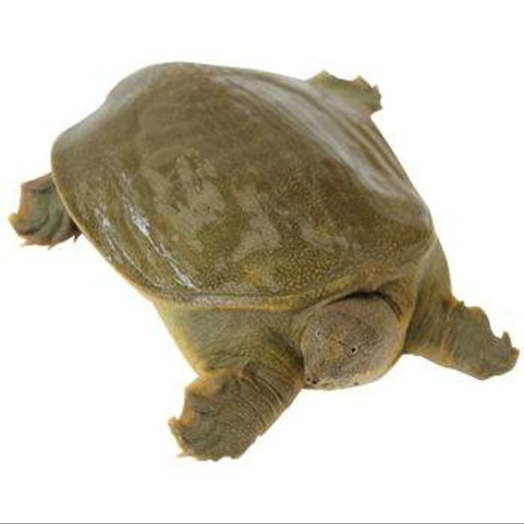 外塘放养黄甲鱼 约1500克左右 默认宰杀 不杀请备注