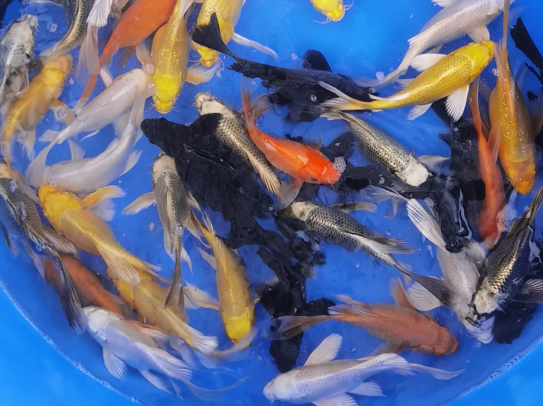 直播选鱼 掉鳞 鳍尾开叉缺损不包 不选鱼随机发20公分左右一条