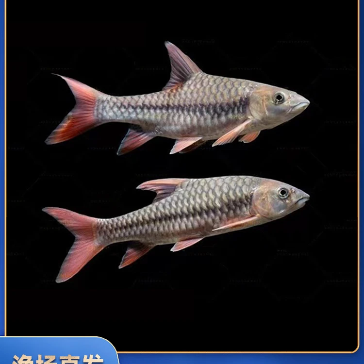 红吉罗/桥街原生鱼