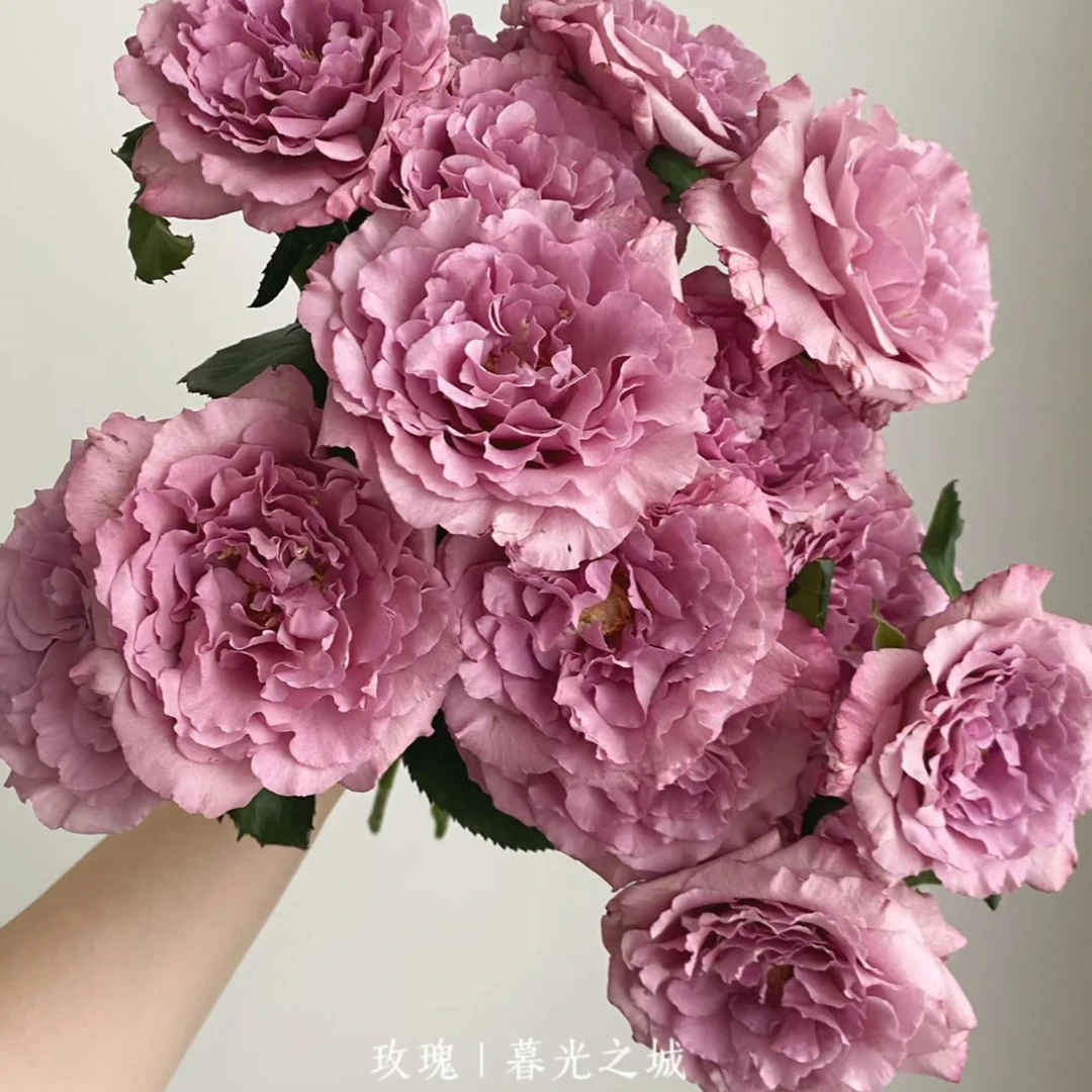 【买二单赠一】暮光之城玫瑰 Twilight 紫色妖姬