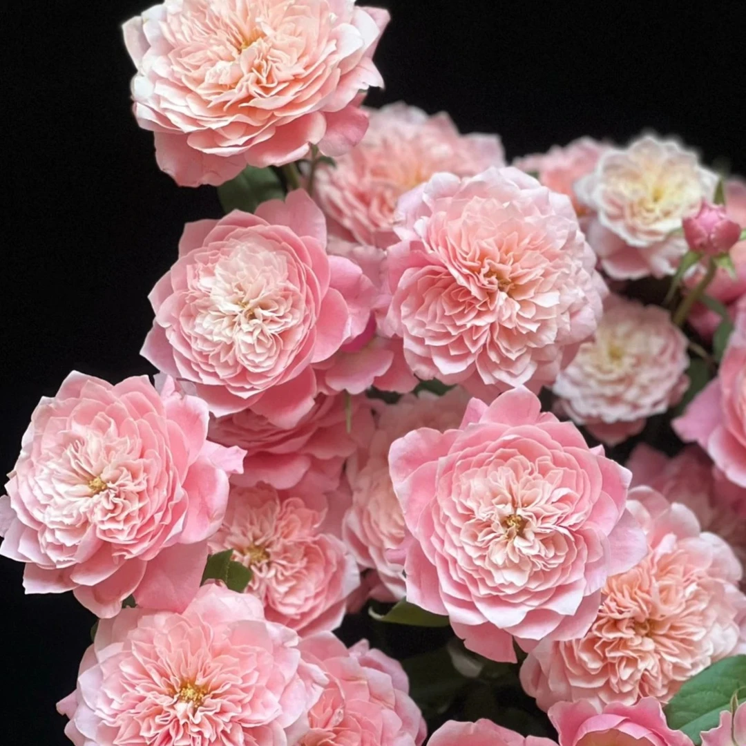 美琴玫瑰 mitoko 古典美人