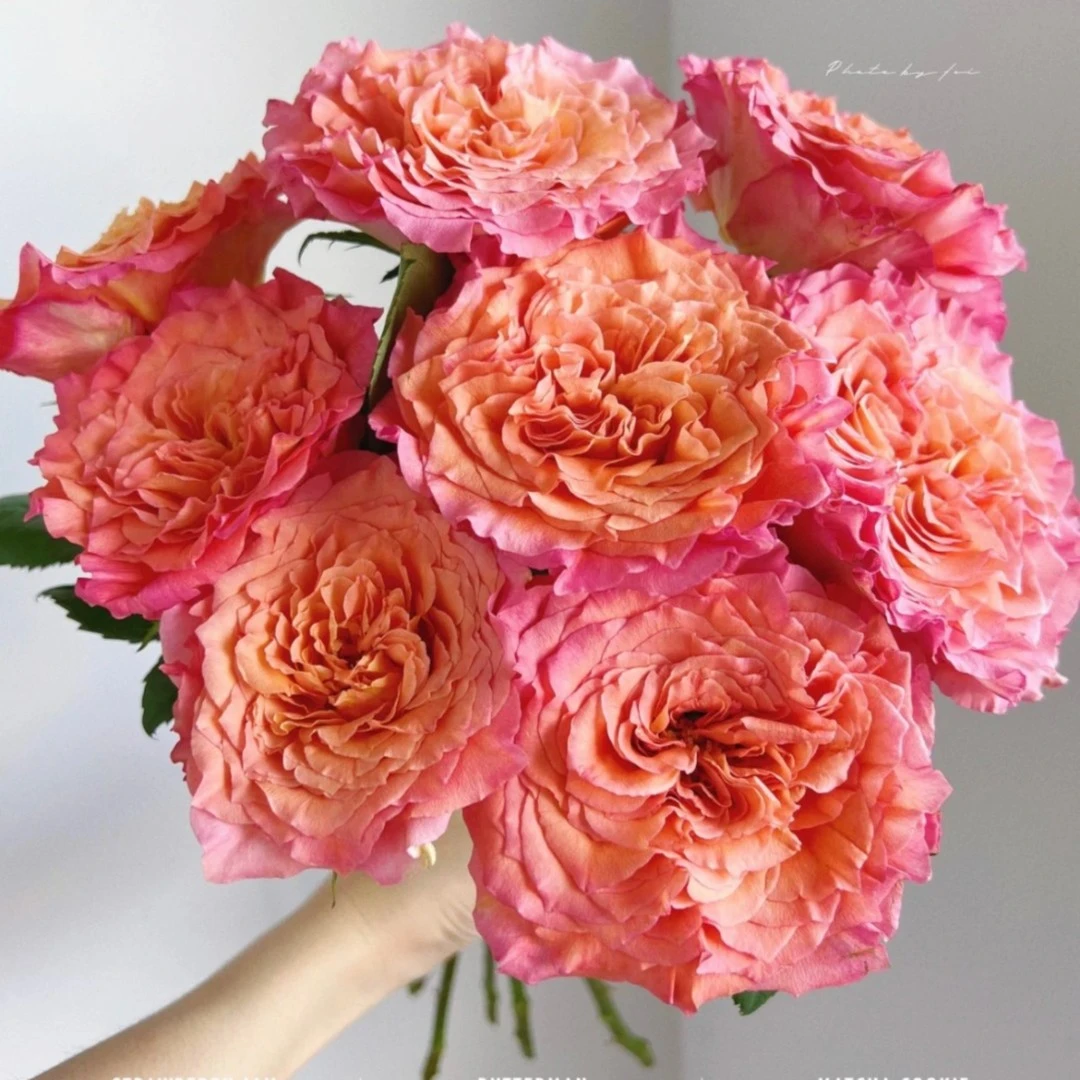 火灵鸟 Firebird 大花头 花期长