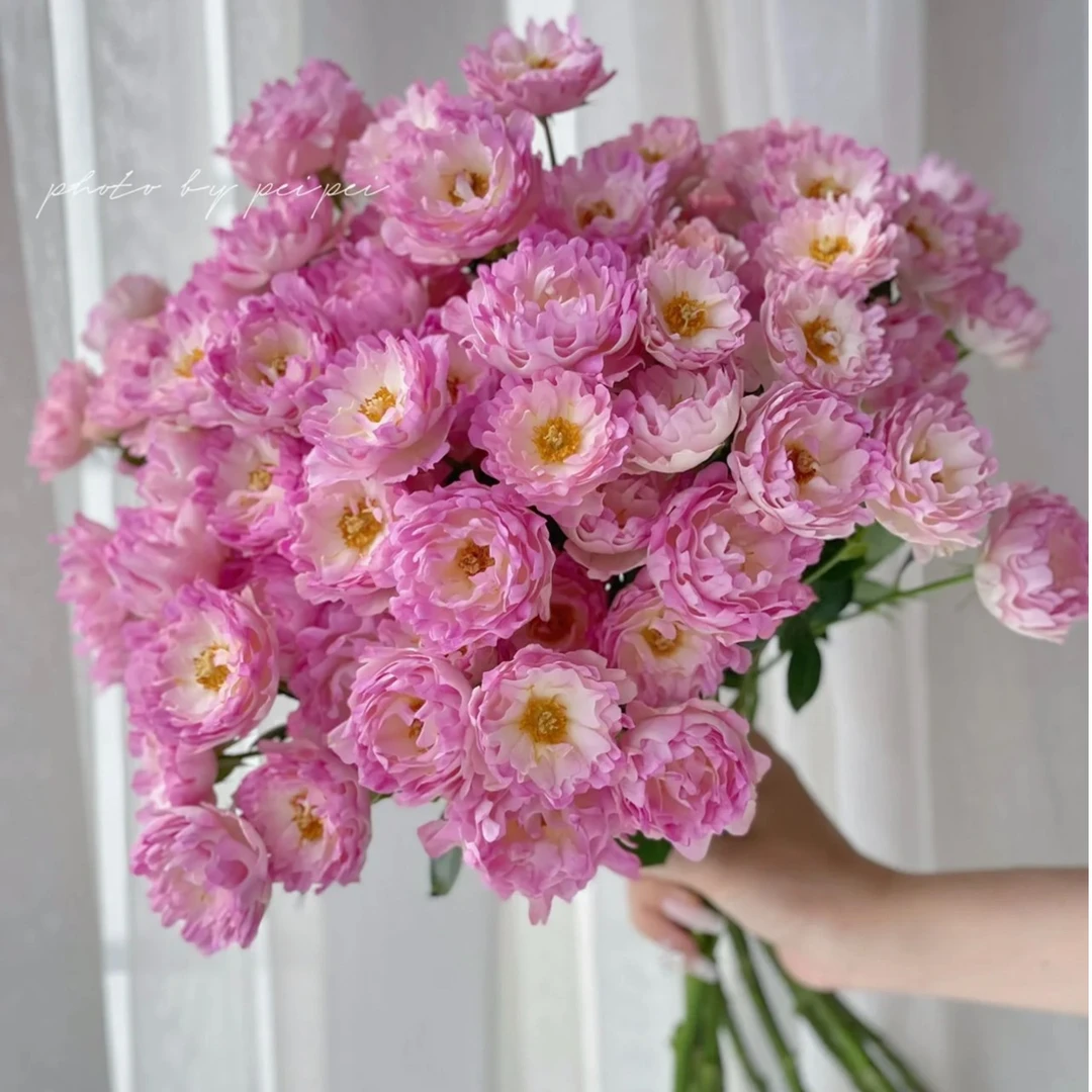 【买二单赠一】梦幻海葵 sea anemone 海的女儿