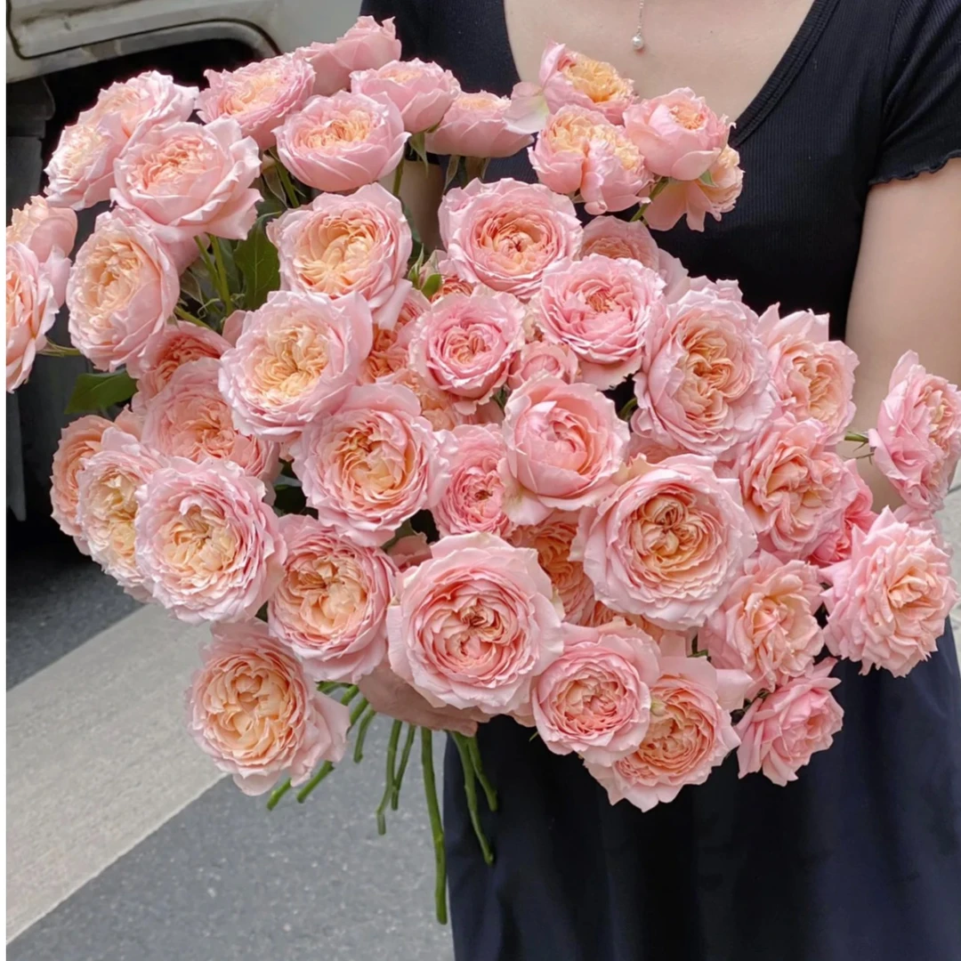 【买二单赠一】多头朱丽叶塔玫瑰 Juliet