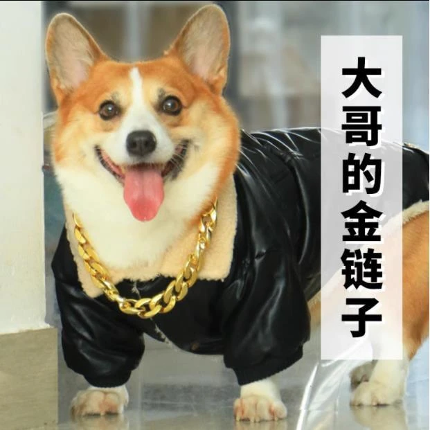 W宠物狗狗大黄金链子巴哥柯基泰迪法斗项链拍照装饰用品中小型犬
