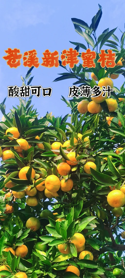 四川广元苍溪新津蜜橘酸甜可口5斤包邮到家