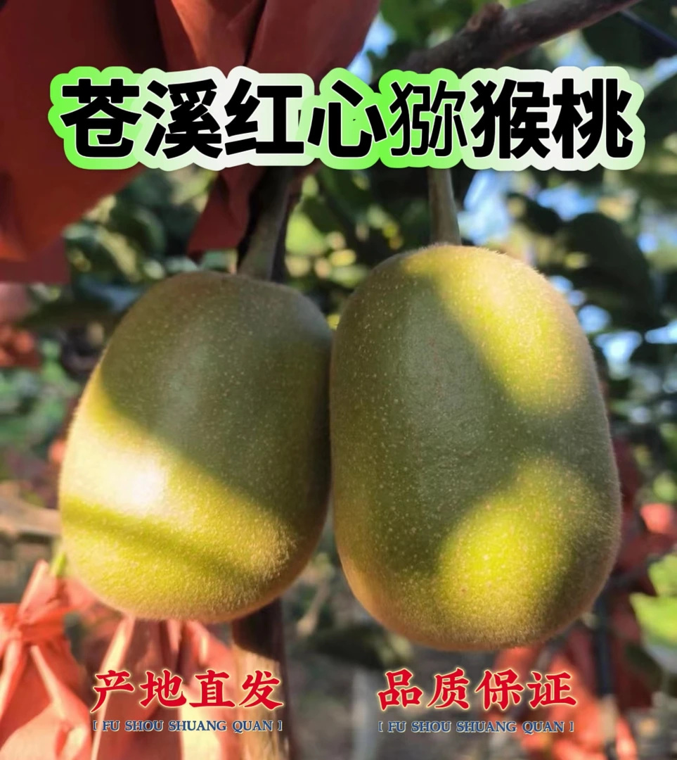 正宗苍溪红心猕猴桃果猕猴桃新鲜水果奇异果现摘现发