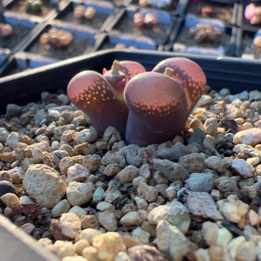 温**初多肉双头优选c10杂交风铃 温暖