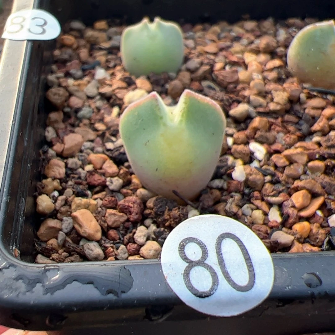 多肉单头优选空蝉一棵80