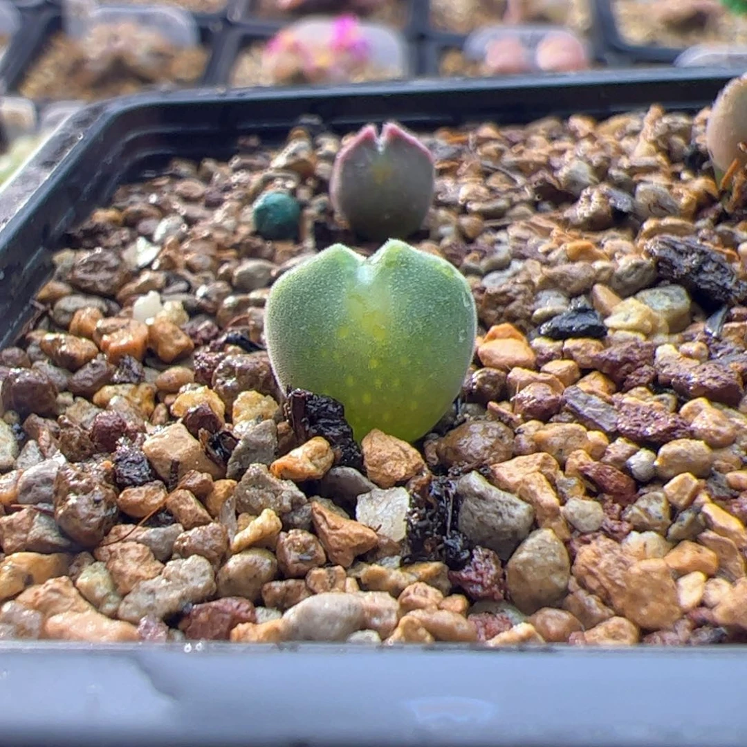 皮***举多肉单头优选空蝉一棵  公举