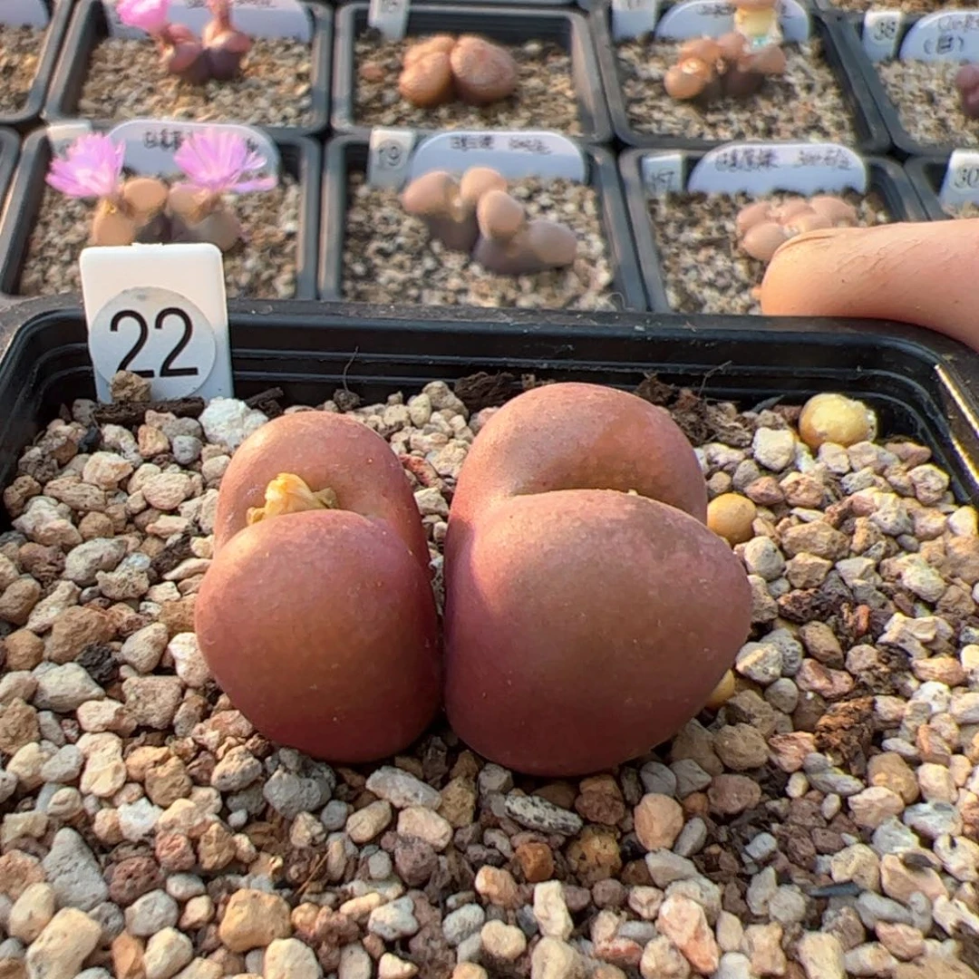 多肉优选双头吕氏一棵特 脱土发