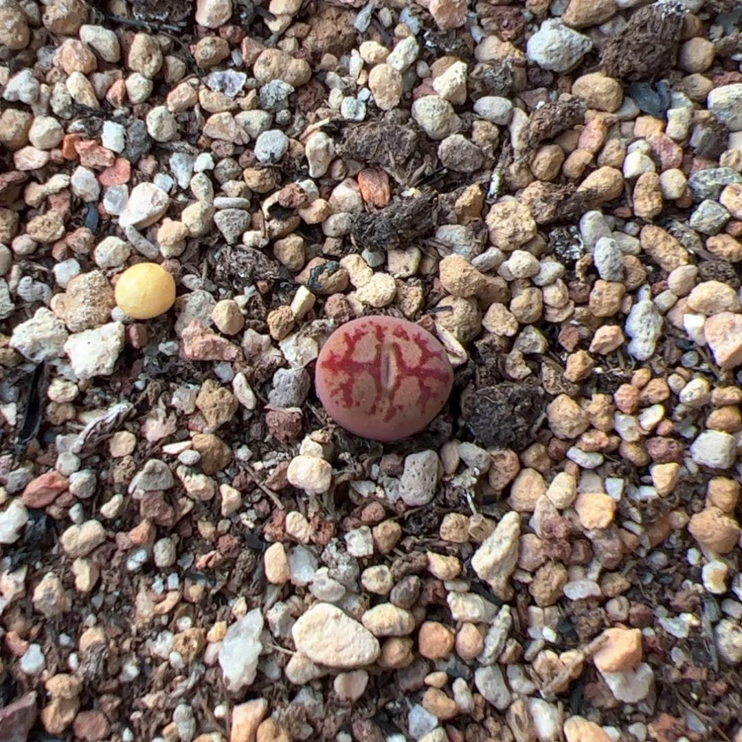 多肉单头优选墨杂吕一棵特